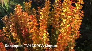 Эффектная входная клумба с хвойными растениями и розами.?Стрижка шаровидных туй.