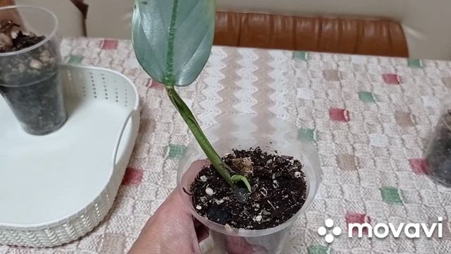 Комнатные цветы. Комнатные растения с четвертой посылки. Адаптация. смотреть онлайн