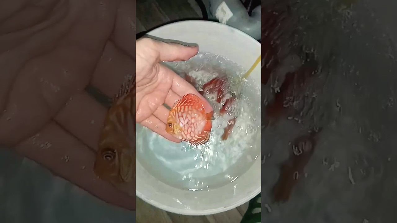 Крайняя отправка сентября в Димитровград #discus #дискусы #shorts #short #aquarium #аквариумныерыбки смотреть онлайн