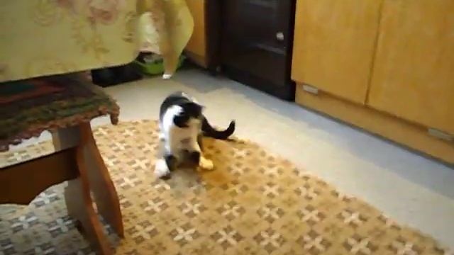 кусочек свиной шкурки, Что еще для счастья надо))) смотреть онлайн