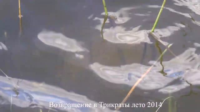 Водоем возле с. Трикраты Вознесенского района Николаевской области, обзор (архив 2014) смотреть онлайн