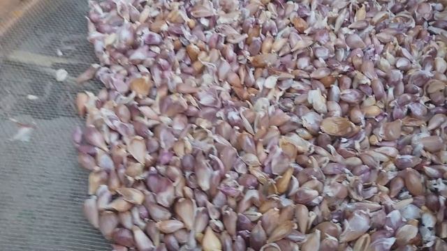 ✔Как и когда посеять семена чеснока "воздушка"//обзор зимнего чеснока и лука смотреть онлайн