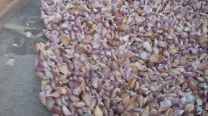 ✔Как и когда посеять семена чеснока "воздушка"//обзор зимнего чеснока и лука