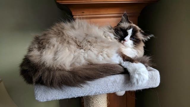 Cat Makes Gulping Noise When Swallowing смотреть онлайн