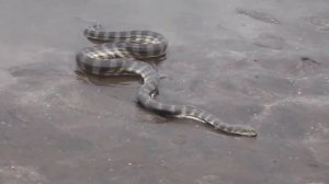 Нападения морских змей на людей