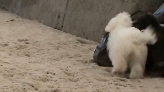 ODIS , ОДІС , ОДИС - щенки, 4,5 месяца, 20.11.2016