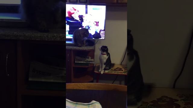 Нерешительный мужчина. Кот и кошка выясняют, кто главный смотреть онлайн