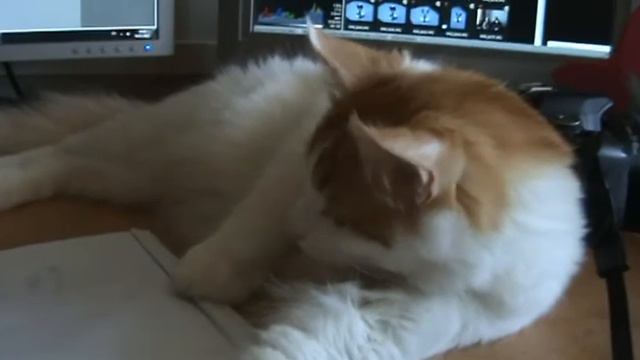 Вася и Леопольд ничего не делают ) смотреть онлайн