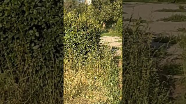 Позорный Тольятти и самый худший школьный двор России смотреть онлайн