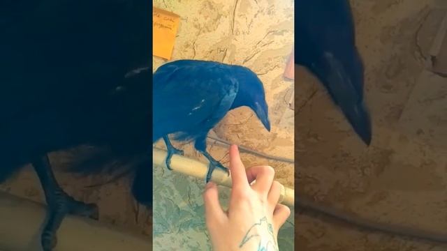 Пополнение в семье, грачонок Граф. смотреть онлайн
