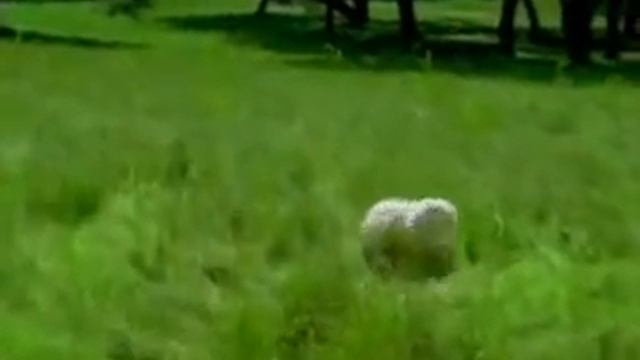 Зайка моя! LAPIN смотреть онлайн