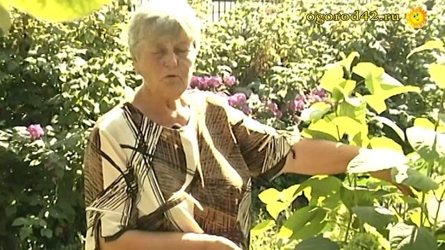 Цветы в палисаднике: многолетники и летники для "ленивых" смотреть онлайн