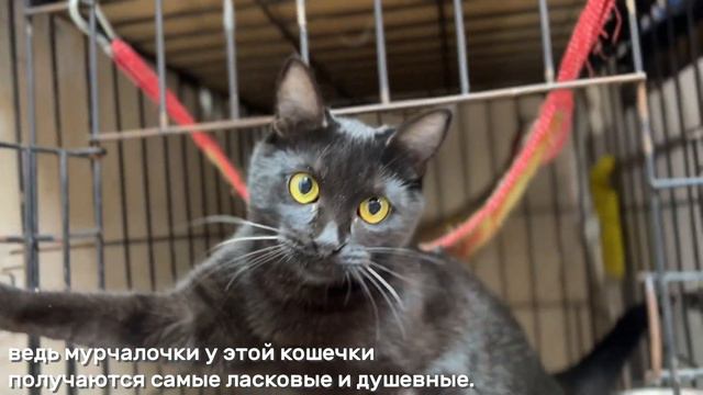 ВИВО смотреть онлайн