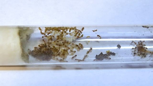 Ручной клещ у муравьев ● Temnothorax unifasciatus смотреть онлайн