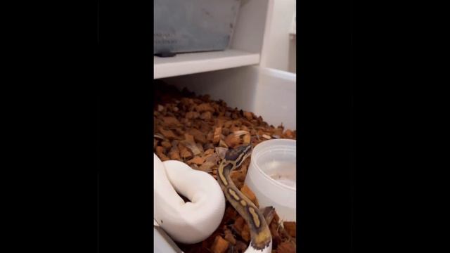 Breeding Ball Pythons!!! Hobby Or Business? How Much Have We Invested!? смотреть онлайн