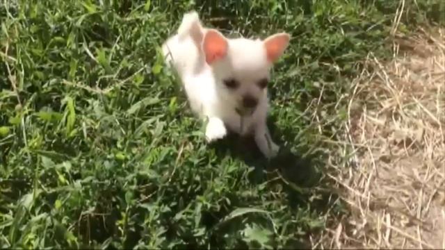 Chihuahua Plays With Baby Goats | Goat Outside and Play смотреть онлайн
