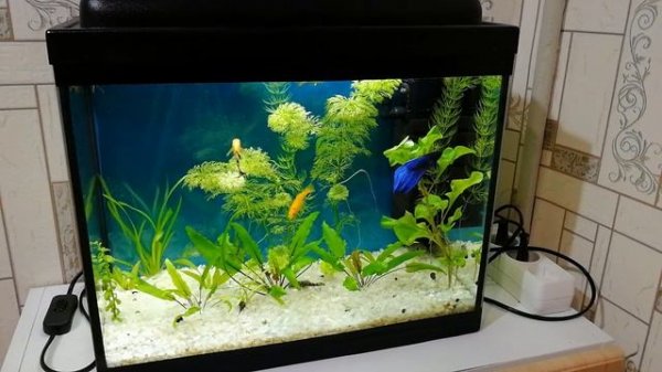 Обзор всех моих аквариумов #nik_72