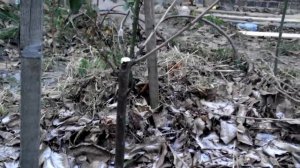 Черешня. Личный опыт выращивание, выбор саженцев . Часть первая.