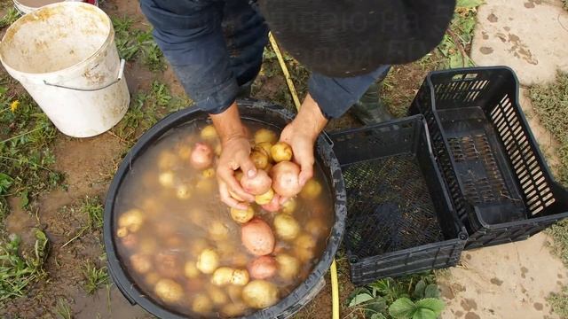 Копаем #картошку, Как сохранить урожай смотреть онлайн