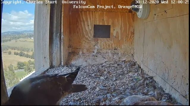 Izzi: Where is my food hidden?! 30-12-20 noon смотреть онлайн