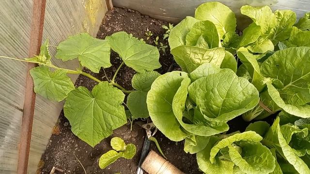 Всегда делаю это с ОГУРЦАМИ и урожай потом собираю с одного куста ведрами, Формировка огурца смотреть онлайн