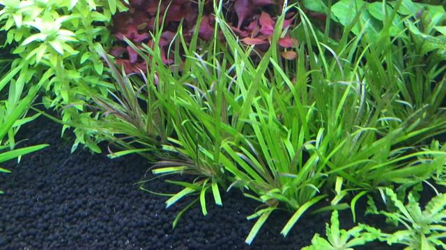 Planten aquarium 300 L смотреть онлайн
