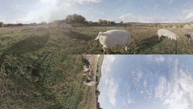 Farm Sanctuary VR смотреть онлайн