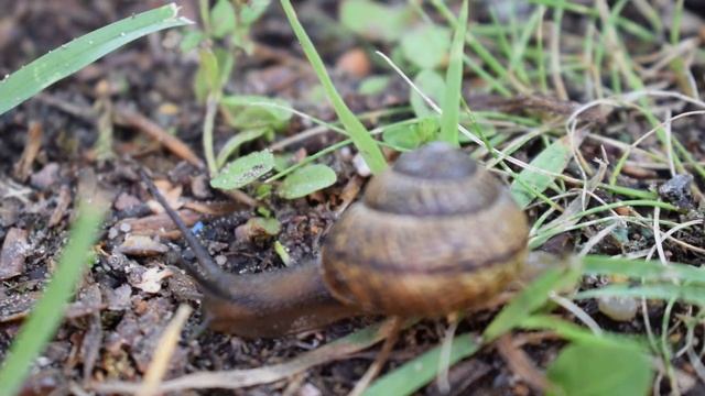 Самая быстрая улитка в мире смотреть онлайн