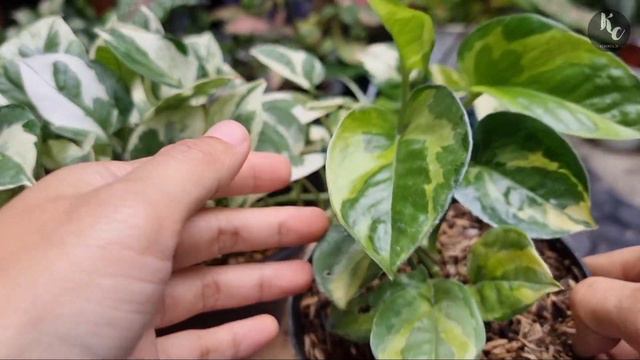 Sirih Njoy Yellow Varigata | Perbedaan Sirih Njoy Putih dan Sirih Njoy Kuning | Sirih Njoy Emerald смотреть онлайн