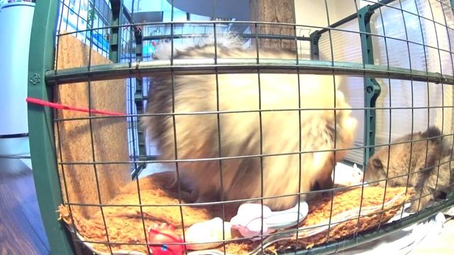 Малый шпиц c щенком 1 месяц и 6 дней после рождения . смотреть онлайн