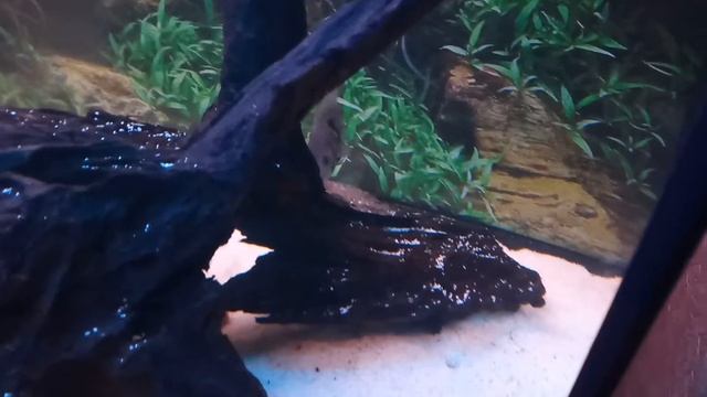 Бирюзовые акары вылупление личинок. смотреть онлайн