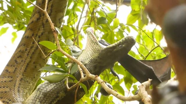 python eats bat смотреть онлайн
