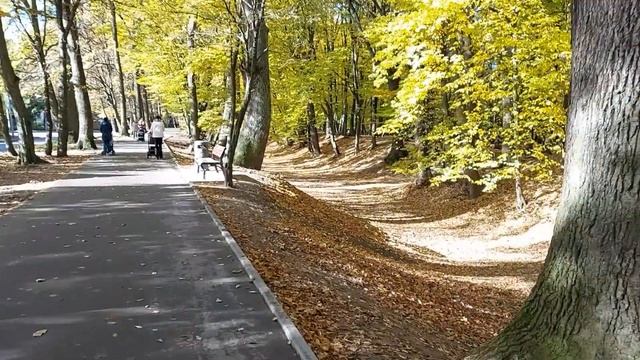 В парке Шервудский лес  Sherwood Forest Park