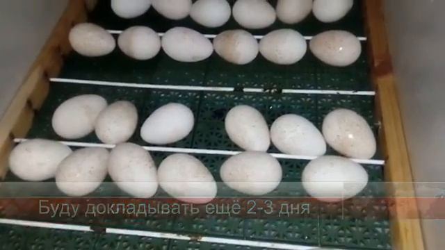 Осенне-Зимняя инкубация индюков смотреть онлайн