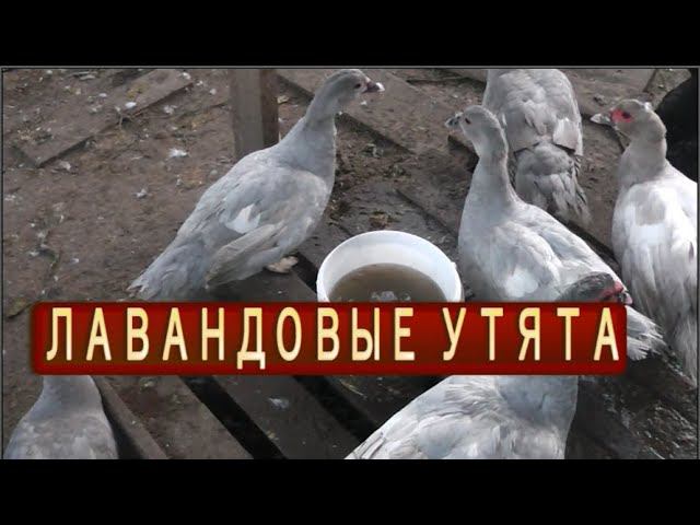 МУСКУСНЫЕ УТКИ красивейших окрасов смотреть онлайн