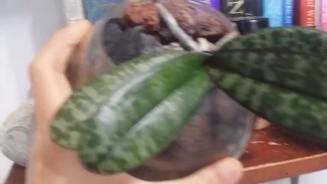 02.23.20 My Phalaenopsis Philipinensis, Phal Sanderiana, And Phal Schilleriana