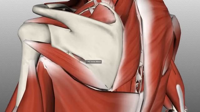 Rotator Cuff Tutorial - Anatomy Tutorial смотреть онлайн