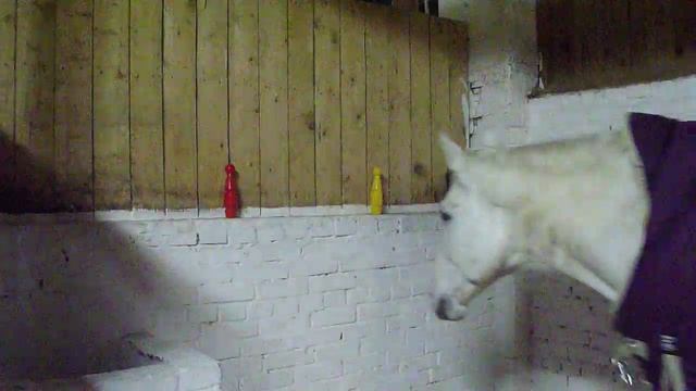 Лошадь Будда выбирает кегли. смотреть онлайн