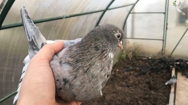 Николаевские мраморные голуби 30.10.20 смотреть онлайн