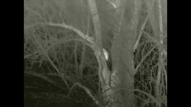 Night Pearl Scops 35 ELITE смотреть онлайн