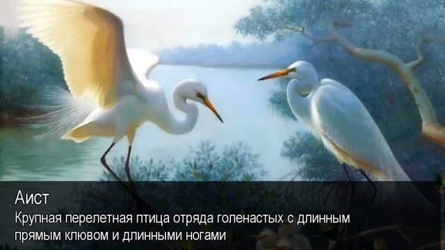 Аист. Толковый Видеословарь русского языка смотреть онлайн