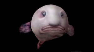 Рыба Капля!