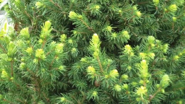 Life story с Владом! Какие цветы я купила в питомнике. Арахис, перец Халапеньо и лагенария в август смотреть онлайн