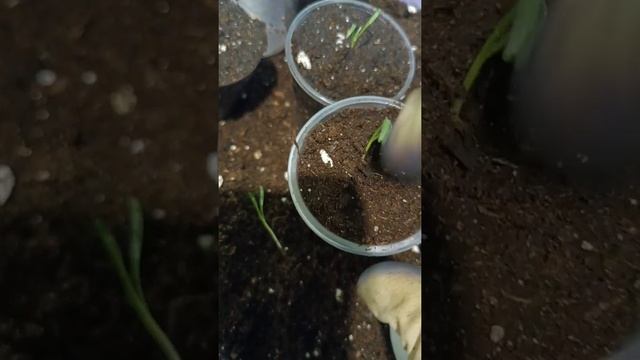 Дихондра "Серебряный водопад". Всходы из семян. Пикировка. смотреть онлайн