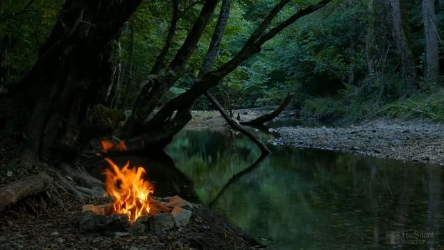 Почему не цветет черная смородина? смотреть онлайн