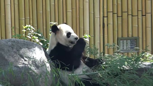 Toronto ZOO Panda Cubs / Жизнь панд и их детенышей в зоопарке Торонто / Kids channel SanSanychTV смотреть онлайн