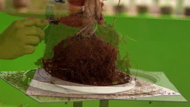 Ficus Religiousa Bonsai Transfer Work смотреть онлайн