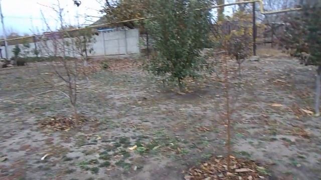 Как правильно посадить фруктовый сад. Абрикосы, персики, сливы, яблони, груши, черешня, орех. смотреть онлайн