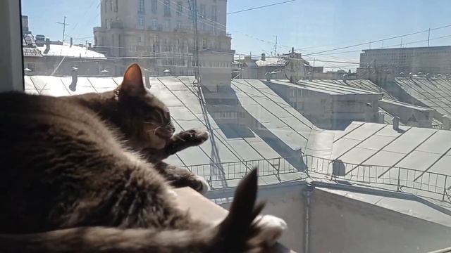 Песня "Далеко-высоко". Коты на балконе. Высоко сижу, далеко гляжу))) смотреть онлайн