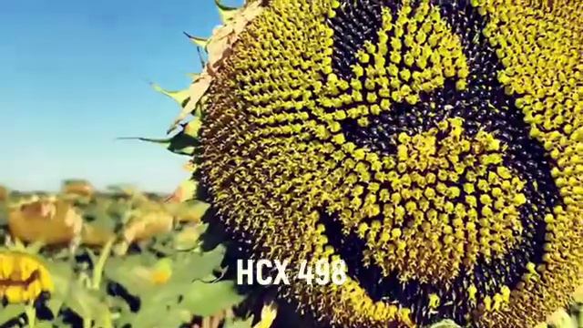 РЕГИОН ЗАЩИТЫ РАСТЕНИЙ ©️ 🌻Семена гибриды подсолнечника 🌻 Сербский НСХ🌻Топовые позиции 🔥NSseme🌻 смотреть онлайн